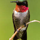 Colibri à gorge rubis