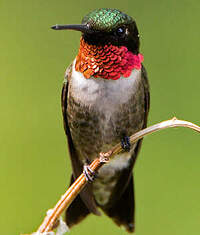 Faune et flore du pays - Le Colibri à gorge rubis