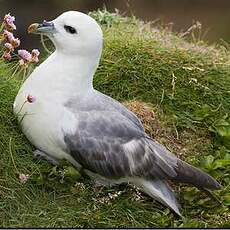 Fulmar boréal