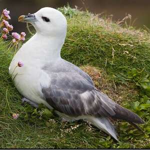 Fulmar boréal