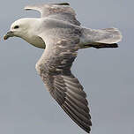 Fulmar boréal