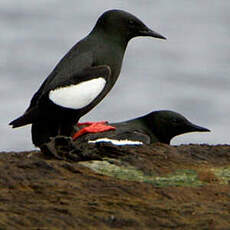 Guillemot à miroir