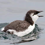 Guillemot de Troïl