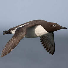 Guillemot de Troïl