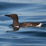 Guillemot de Troïl