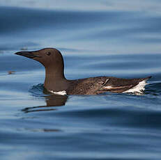 Guillemot de Troïl