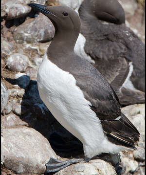 Guillemot de Troïl