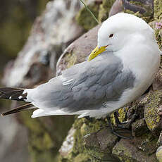 Mouette tridactyle