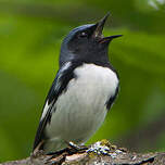 Paruline bleue