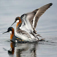 Phalarope à bec étroit