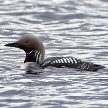 Plongeon arctique