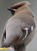 Bohemian Waxwing