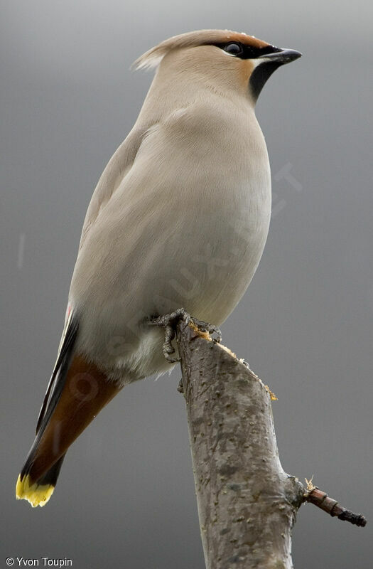 Jaseur boréal, identification