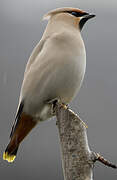 Bohemian Waxwing