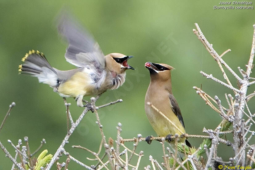 Cedar Waxwing , Behaviour