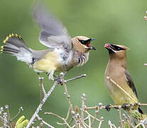 Cedar Waxwing