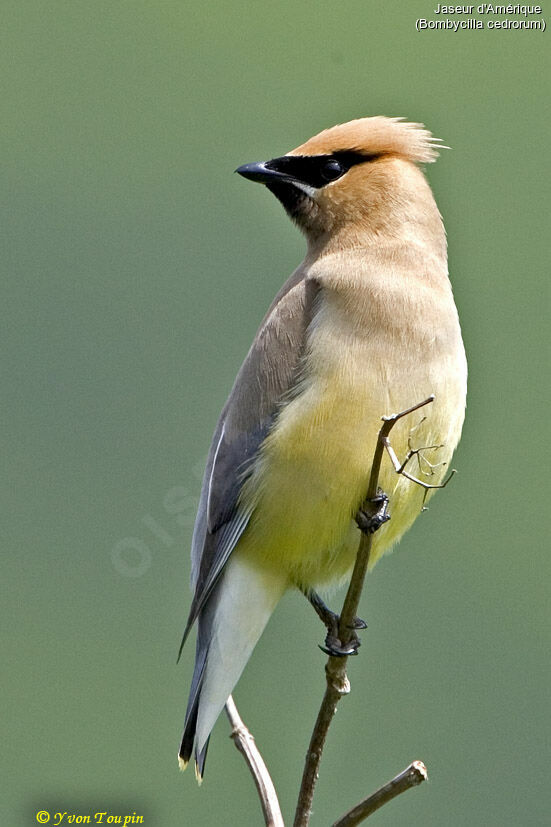 Cedar Waxwing, identification