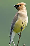 Cedar Waxwing