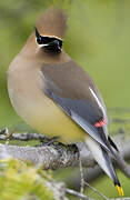 Cedar Waxwing