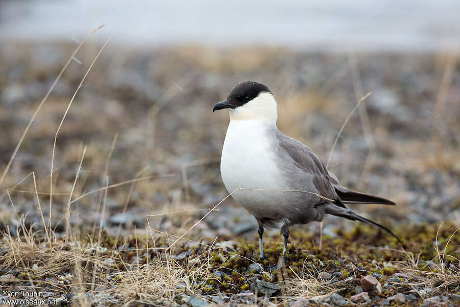 Long-tailed Jaegeradult, close-up portrait