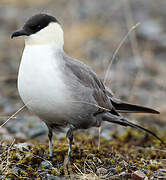 Long-tailed Jaeger