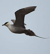 Long-tailed Jaeger