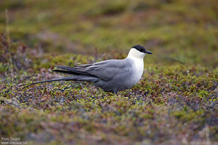 Long-tailed Jaegeradult breeding, identification