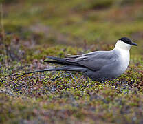 Long-tailed Jaeger