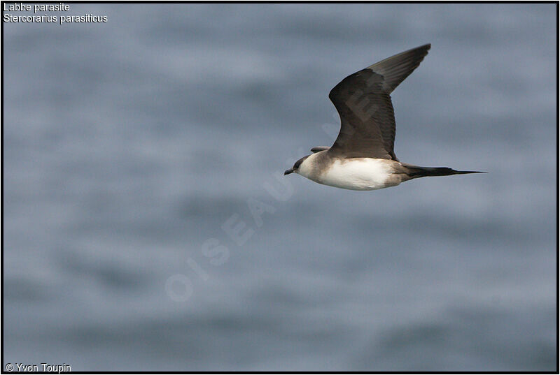 Parasitic Jaegeradult, Flight