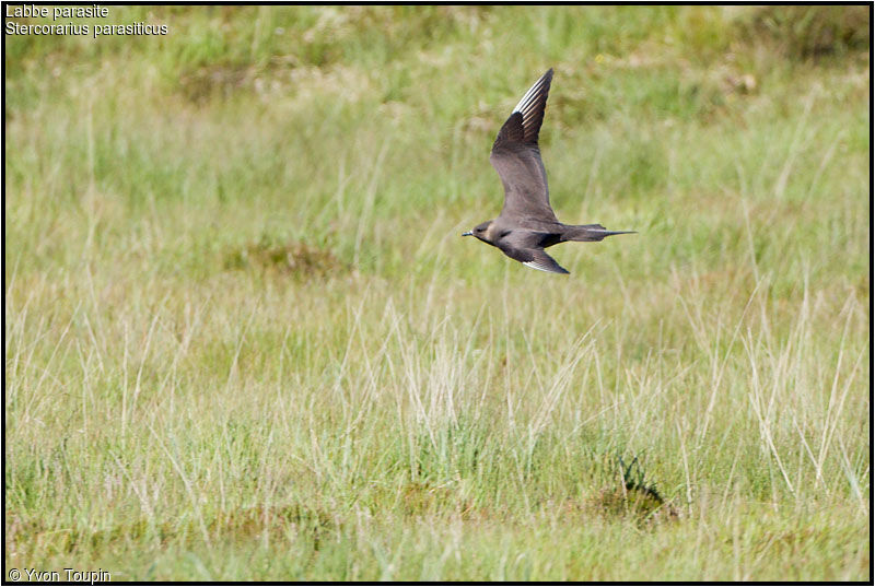 Parasitic Jaegeradult breeding, Flight