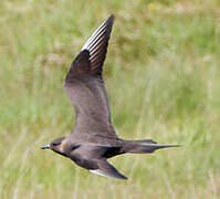 Parasitic Jaeger