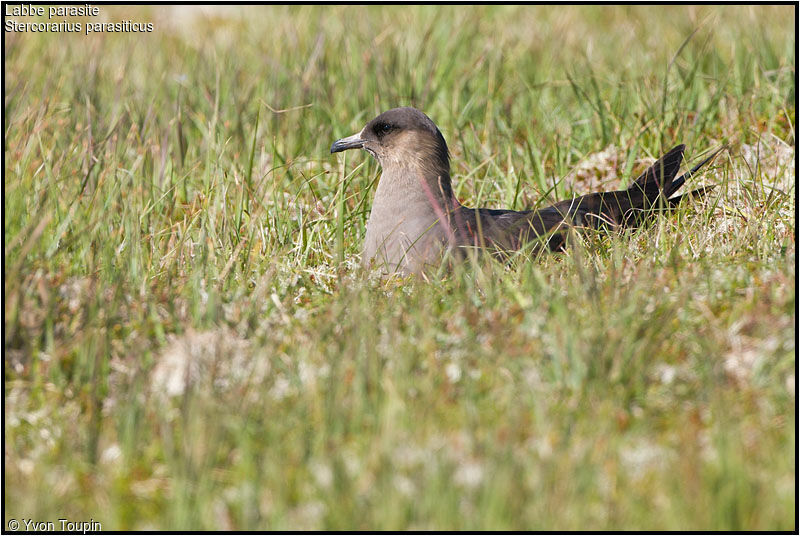 Parasitic Jaegeradult breeding, identification