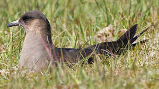 Parasitic Jaeger