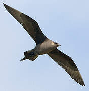 Parasitic Jaeger