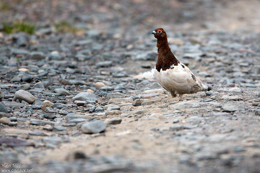 Willow Ptarmigan male, identification