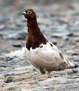 Willow Ptarmigan