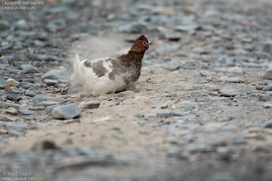 Willow Ptarmigan male