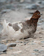 Willow Ptarmigan