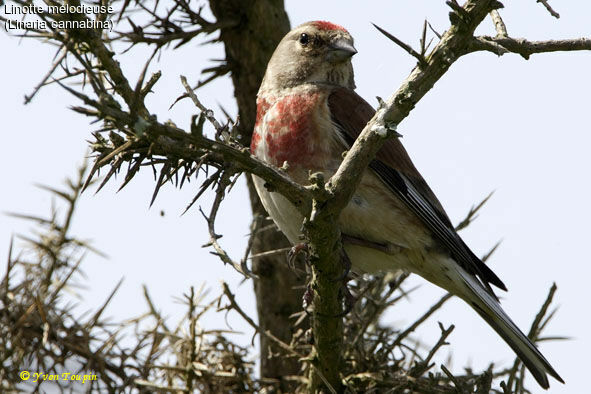 Linotte mélodieuse