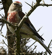 Linotte mélodieuse