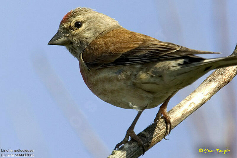 Linotte mélodieuse