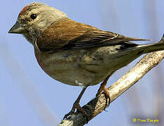 Common Linnet