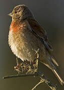 Common Linnet