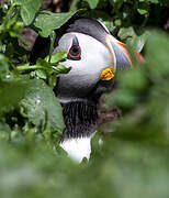 Atlantic Puffin