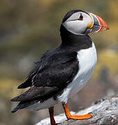 Atlantic Puffin