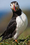 Atlantic Puffin