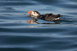 Atlantic Puffin