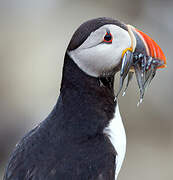 Atlantic Puffin