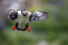 Atlantic Puffin