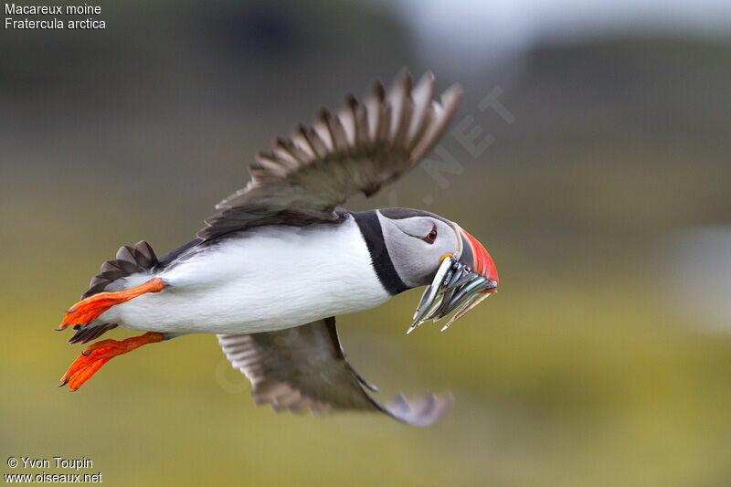 Atlantic Puffin, identification, Flight, feeding habits, Behaviour